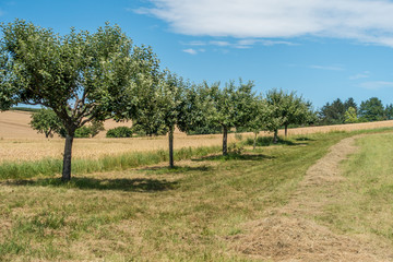 Fototapeta premium Frisch gemähte Streuobst Wiese im Sommer