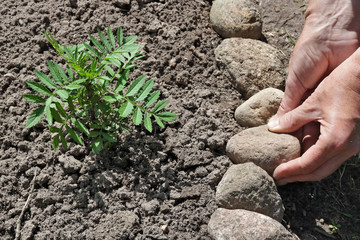 The woman - farmer care of marigold  flower sprout