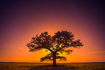 Fototapeta na wymiar Landscape of a Tree with warm moon light, contemplation