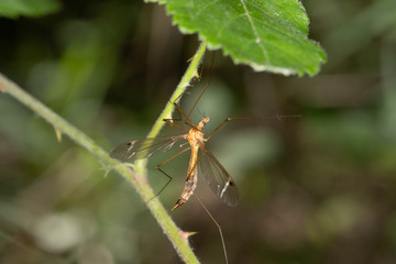 Crane fly