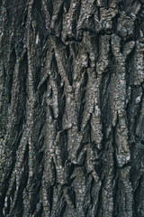 Obraz premium Bark. Texture. Tree