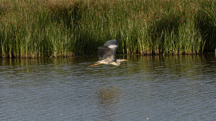 Heron flying over water