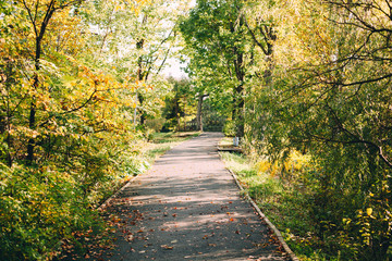 Fototapeta na wymiar Autumn forest, road. Yellow and greem Trees