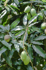 Growing on the tree green mango. Vegetarian fruits in Asia. natural background. Stock photo