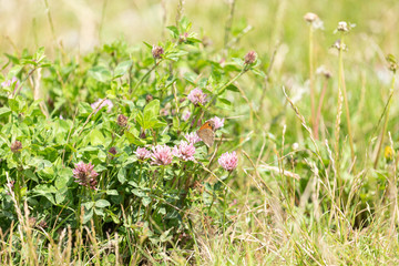 Small heath butterfly on clover