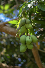 Growing on the tree green mango. Vegetarian fruits in Asia. natural background. Stock photo