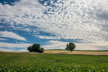 Rübenacker mit Zuckerrüben im Sommer
