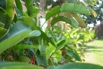 Flamboyant tree or phoenix flower, a kind of urban tree that bloom bright red flowers in summer...