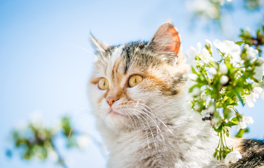 Funny red cat on the background of a blooming spring garden