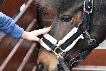 Portrait of a pony horse in the park. Children's hand stroking a horse.