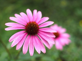 Obraz premium エキナケアの花のアップ