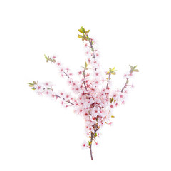 Branch with delicate white and pink flowers