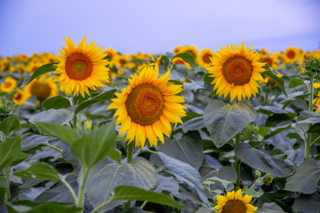 Obraz premium sunflower in a field of sunflowers under a blue sky
