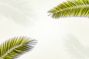 Summer leaves of coconut palms and free space for your decoration. 