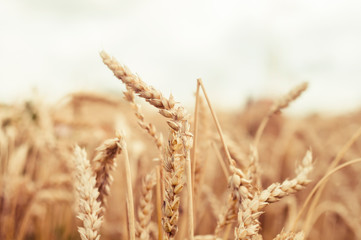 Wheat field image