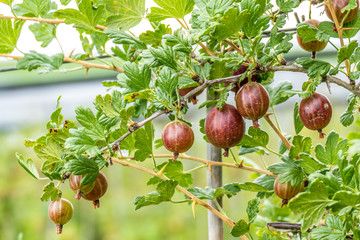 Reife Stachelbeeren am Strauch in einer Obstplantage
