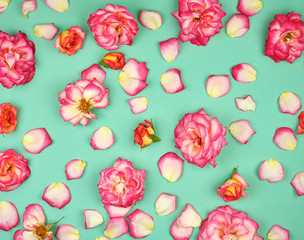 Fototapeta na wymiar blooming buds of pink roses on a green background