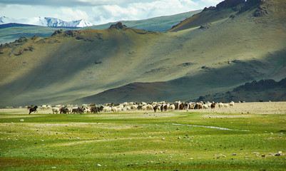 Mongolian Altai.  Scenic valley on the background of the snowcapped mountains.