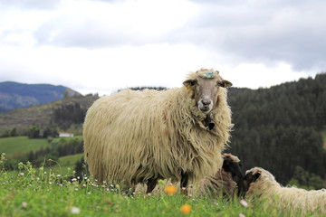 oveja comiendo en el campo país vasco 4M0A2285-as19