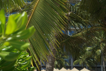 Fototapeta na wymiar Beach green plants in the tropics. Greens in Asia and its landscapes. Stock photo