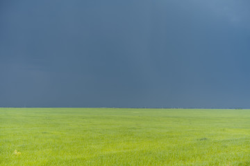 Field with green whea