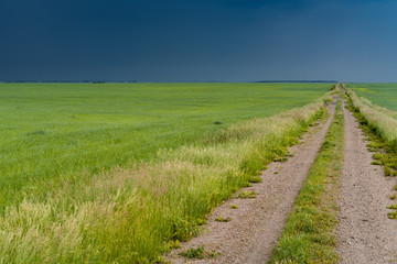 Field with green whea
