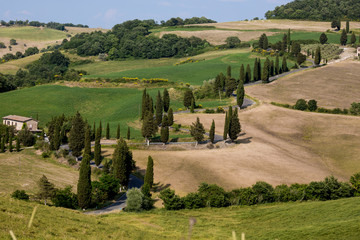 Filari di cipressi delle colline toscane Italia