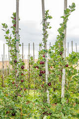 Reife Stachelbeeren am Strauch in einer Obstplantage