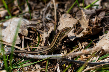 Small forest lizard hidden in fallen leaves and basking in the sun, close-up, selective focus