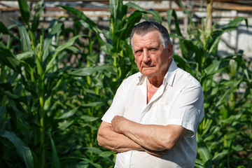 An old gray haired farmer stands with his arms crossed. On background of green ears of corn. Concept of manual labor and home garden.