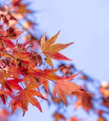 Beautiful maple leaves in autumn sunny day in foreground and blurry background in Kyushu, Japan. No people, close up, copy space, macro shot.