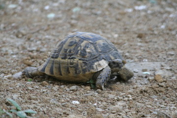 Obraz premium Big turtle in the city. Ankara, Turkey.