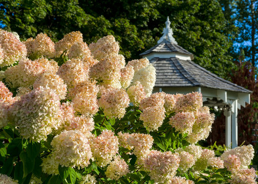 A large peegee hydrangea (Hydrangea paniculata 'Grandiflora') in the foreground with a gazebo in the background.
