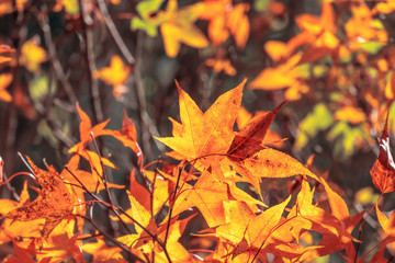 Beautiful maple leaves in autumn sunny day in foreground and blurry background in Kyushu, Japan. No people, close up, copy space, macro shot.
