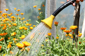 Watering garden flowers marigold flower with hose. Marigold flower calendula officinalis in hot day.