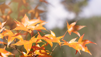Beautiful maple leaves in autumn sunny day in foreground and blurry background in Kyushu, Japan. No people, close up, copy space, macro shot.