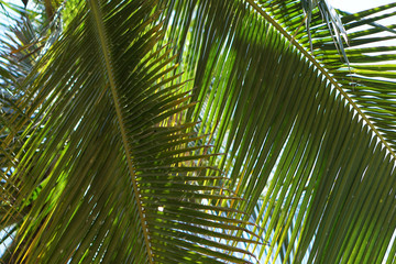 Branches of palm trees on a background of forest and sky. Young trees grow in Asia. Stock photo