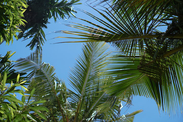 Obraz premium Branches of palm trees on a background of forest and sky. Young trees grow in Asia. Stock photo