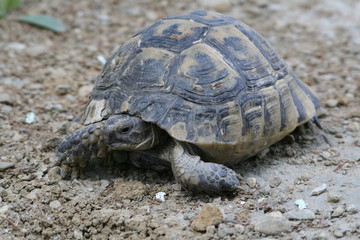Big turtle in the city. Ankara, Turkey.