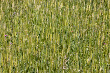 einkorn wheat grows at the field