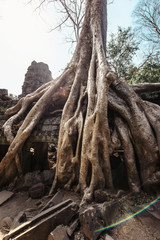Ta Prohm temple. Ancient Khmer architecture under the giant roots of a tree at Angkor Wat complex, Siem Reap, Cambodia