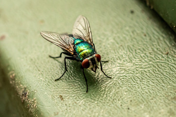 Blue Bottle Fly 6