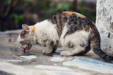 Street homeless cat.  Homeless  stray cat on the rustic street