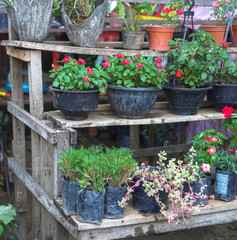 Sale of flowerpots and flowers in Asia. Different plants in flowerpots on the racks. Stock photo
