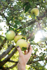 Woman hand picking an apple of an organic apple tree in a garden, with sun shining through the tree.