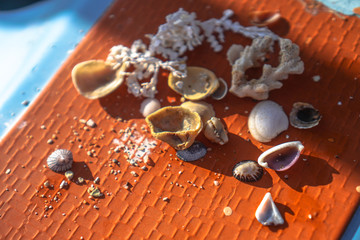 Fototapeta na wymiar Variety of oceanic and seashells on the hand in the rays of the sun. Summer background for design. Stock photo