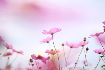 パステルカラーの柔らかいぼかしの背景にピンクのコスモスの花