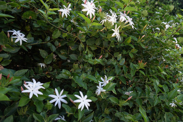 Flamboyant tree or phoenix flower, a kind of urban tree that bloom bright red flowers in summer...