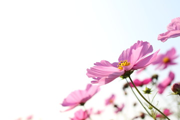 コピースペースのある白い空の背景とアップのピンクのコスモスの花