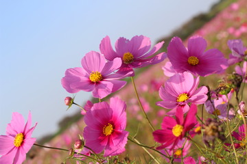 コピースペースのある青い空の背景とアップのピンクのコスモスの花